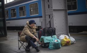 Ucrânia: Ordem dos Veterinários promove apoio médico e transporte de refugiados