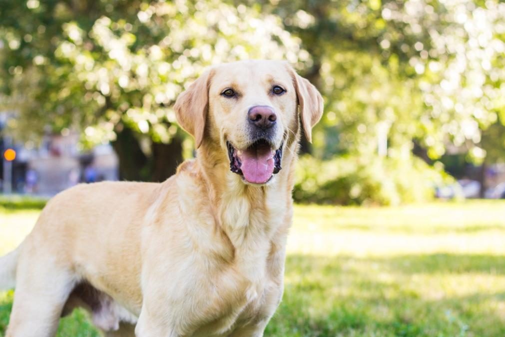 Anos de cão não passam de um mito. Saiba a verdadeira idade do seu amigo de quatro patas