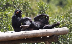 ONG liberta bonobos num bosque da RDCongo após serem apreendidos a caçadores