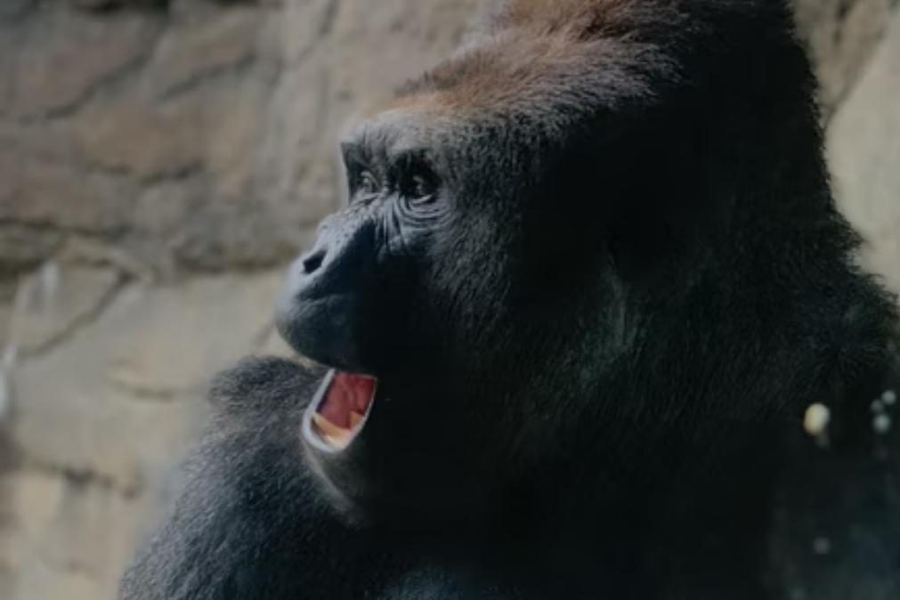 Gorila adolescente passa 