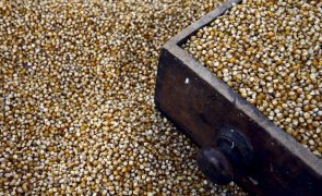 Ucrânia: Armazenistas e importadores de cereais sem escassez mas apostam noutras geografias