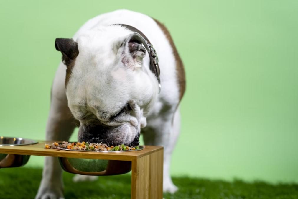 Cães que comem este tipo de dieta são mais saudáveis, diz estudo