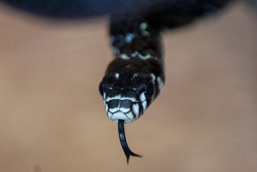 Biólogos portugueses editam guia para sobreviver aos 140 tipos de serpentes em Angola