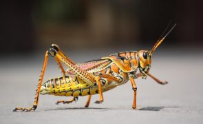Quatro motivos para começar a comer insetos