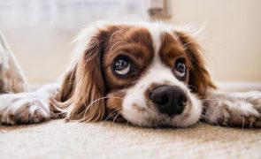 O erro comum que pode colocar em risco a saúde do seu cão