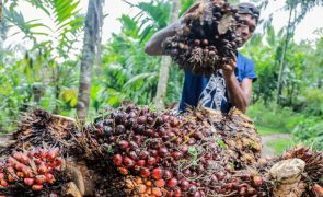 Indonésia suspende exportação de óleo de palma por alta de preços