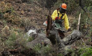 Incêndios: Prazo para limpeza de terrenos florestais termina hoje