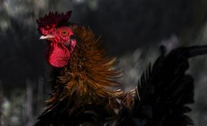 França já abateu 16 milhões de aves de capoeira devido a epidemia de gripe aviária