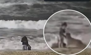 Vídeo mostra coiote a atacar criança numa praia