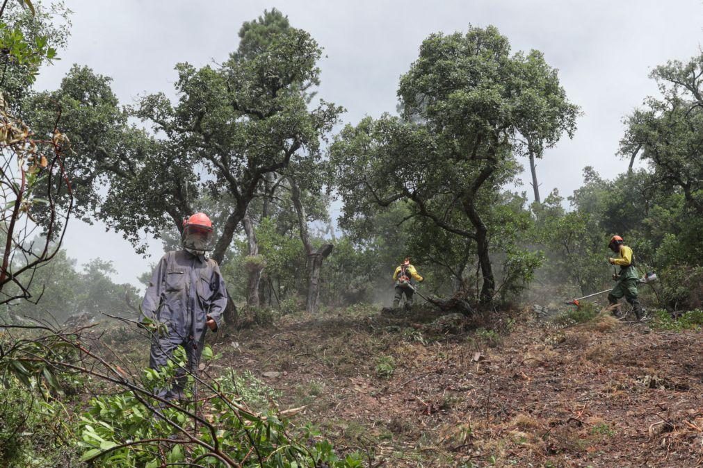 Proprietários florestais defendem prorrogação de prazo para limpeza de terrenos