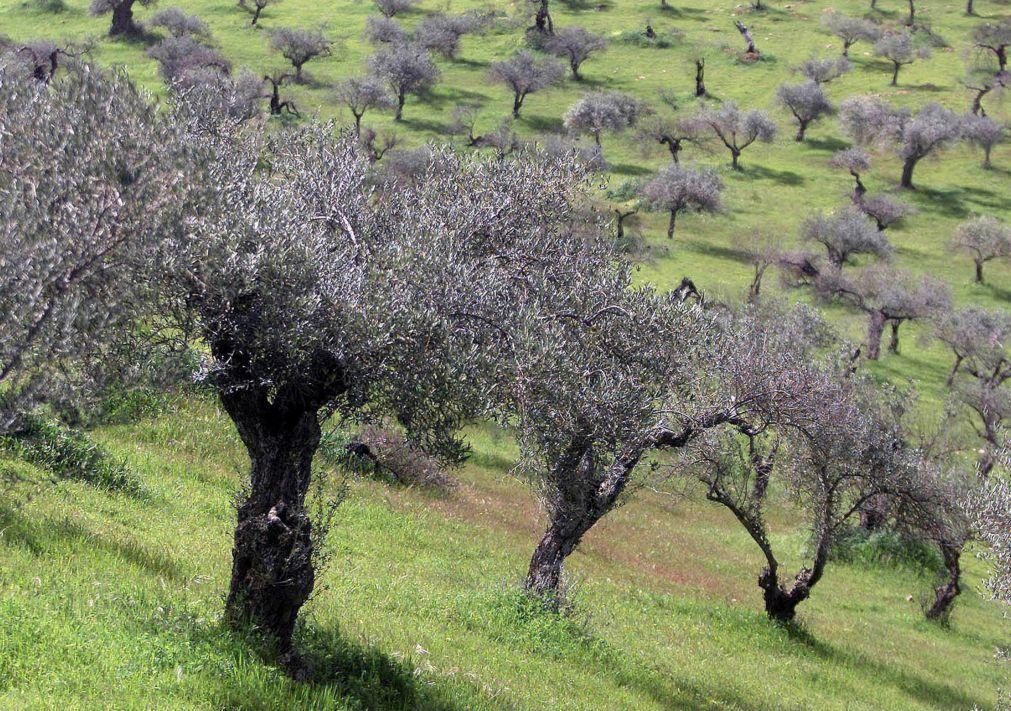 Dentista da Mealhada cria gin inovador feito à base de rama de oliveira