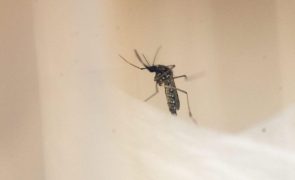 São Tomé e Príncipe confirma surto da dengue com registo de 30 casos e quatro internados