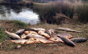 Milhares de peixes mortos têm sido retirados de albufeira que abastece Castelo Branco