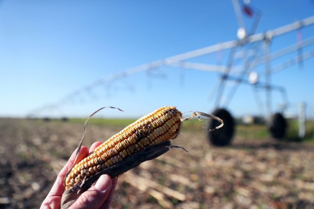 Ucrânia: Preço do milho subiu 20% até março e consumo deverá aumentar 3,4%