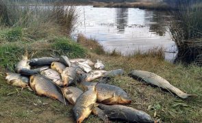 APA está a acompanhar morte de peixes em albufeira de Castelo Branco