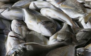 Cientistas reutilizam subproduto do biodiesel em rações de peixes de aquacultura