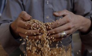 Ucrânia: Moçambique quer celeridade na importação de trigo