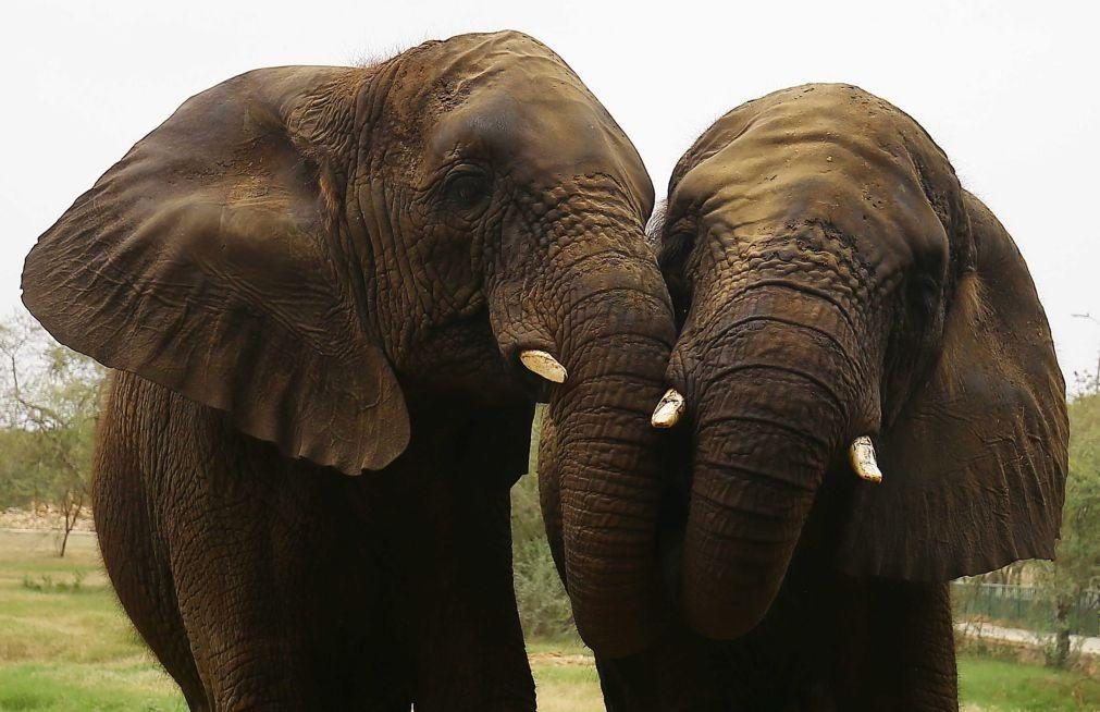 Elefantes já mataram 60 pessoas no Zimbabué este ano