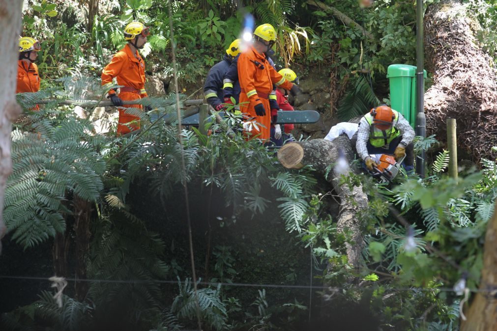 Um dos feridos após queda de árvore na Madeira teve alta, cinco permanecem internados