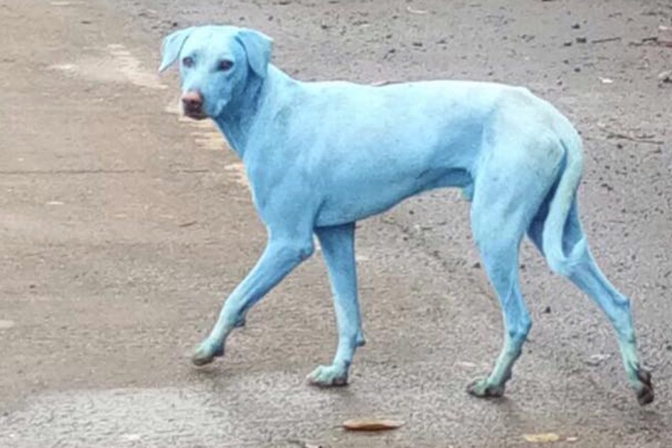 Insólito: Existem cães azuis em Bombaim. Saiba porquê! [vídeo]