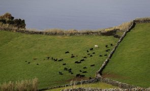 Governo dos Açores diz que a agricultura representa 6,8% do PIB da região