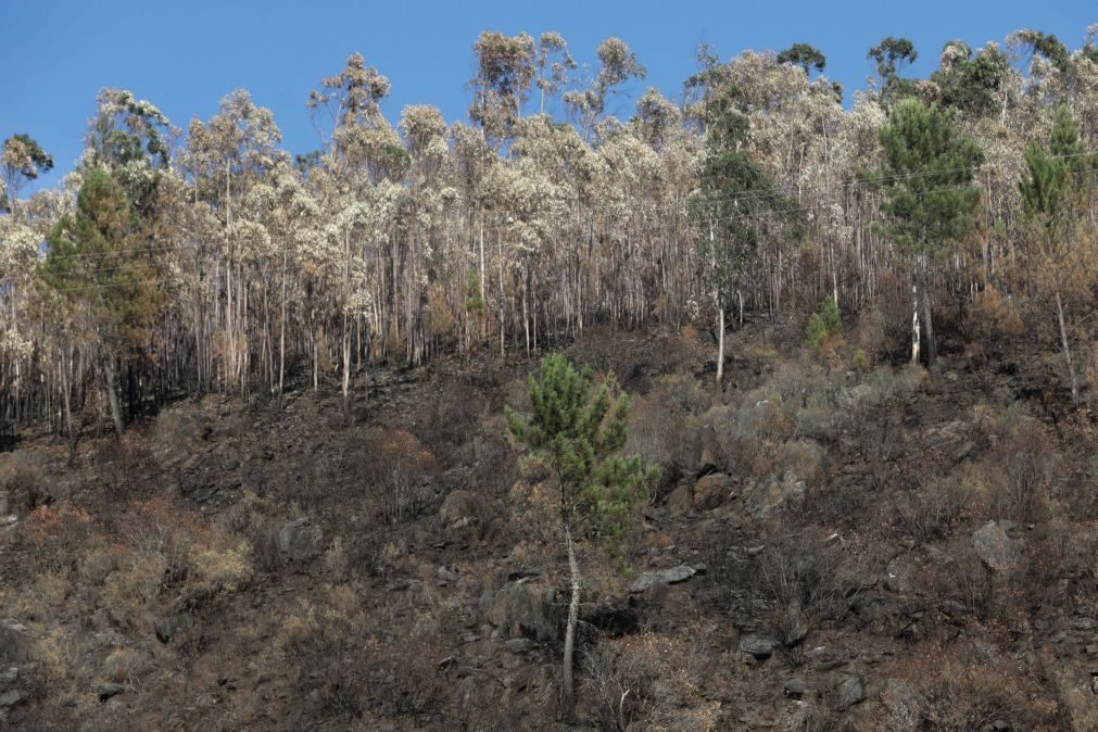 Incêndios: Governo critica
