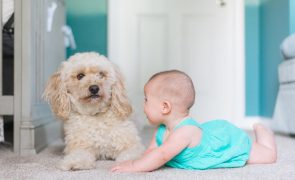 Surto de hepatite aguda em crianças ligado a cães de companhia