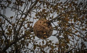 Destruídos 2.614 ninhos de vespa asiática em Coimbra desde 2018