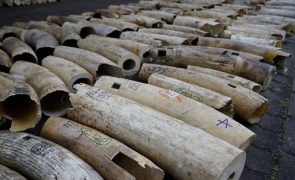 Tonelada e meia de marfim apreendida na República Democrática do Congo