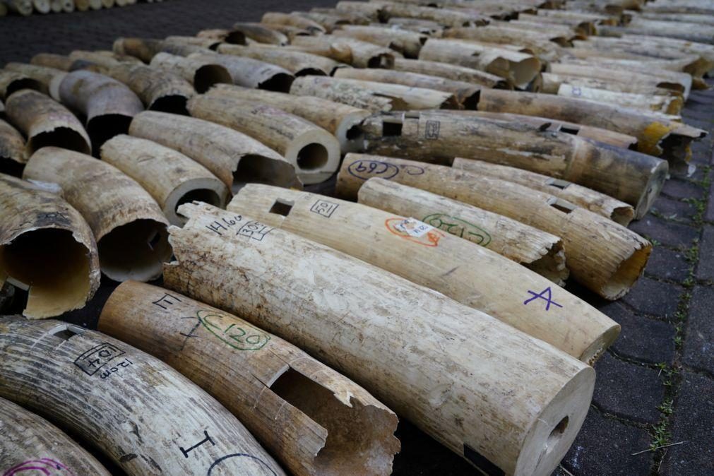 Tonelada e meia de marfim apreendida na República Democrática do Congo