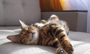 É este o motivo que leva os gatos a gostarem de dormir ao sol