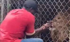 Vídeo mostra leão a arrancar dedo de tratador em jardim zoológico