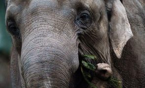 Países africanos abordam conservação do elefante numa conferência polémica
