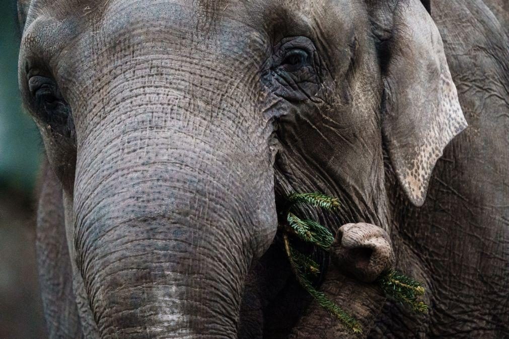 Países africanos abordam conservação do elefante numa conferência polémica