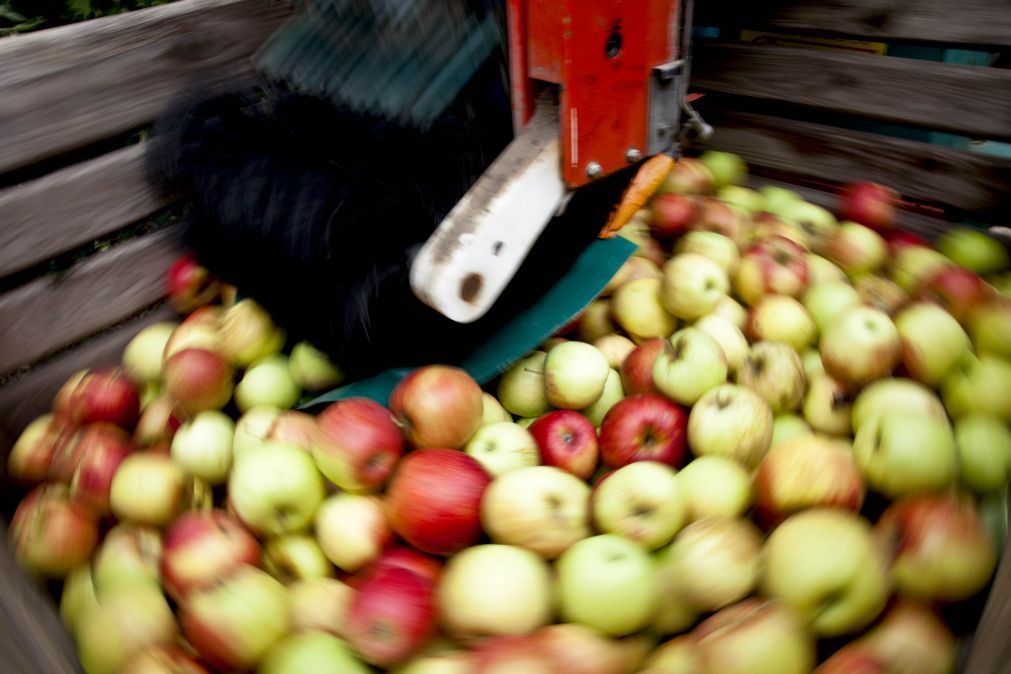 Maçãs e peras portuguesas entre as frutas com mais pesticidas