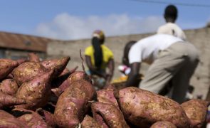 Inflação põe batata-doce no lugar do pão em Moçambique