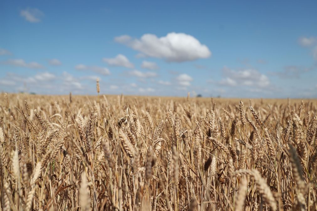 Portugal produziu apenas 6,3% do trigo que consumiu em 2021