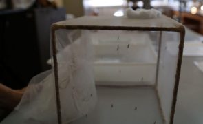 Portugal e OMS doam 2.500 testes para diagnóstico da dengue a São Tomé e Príncipe