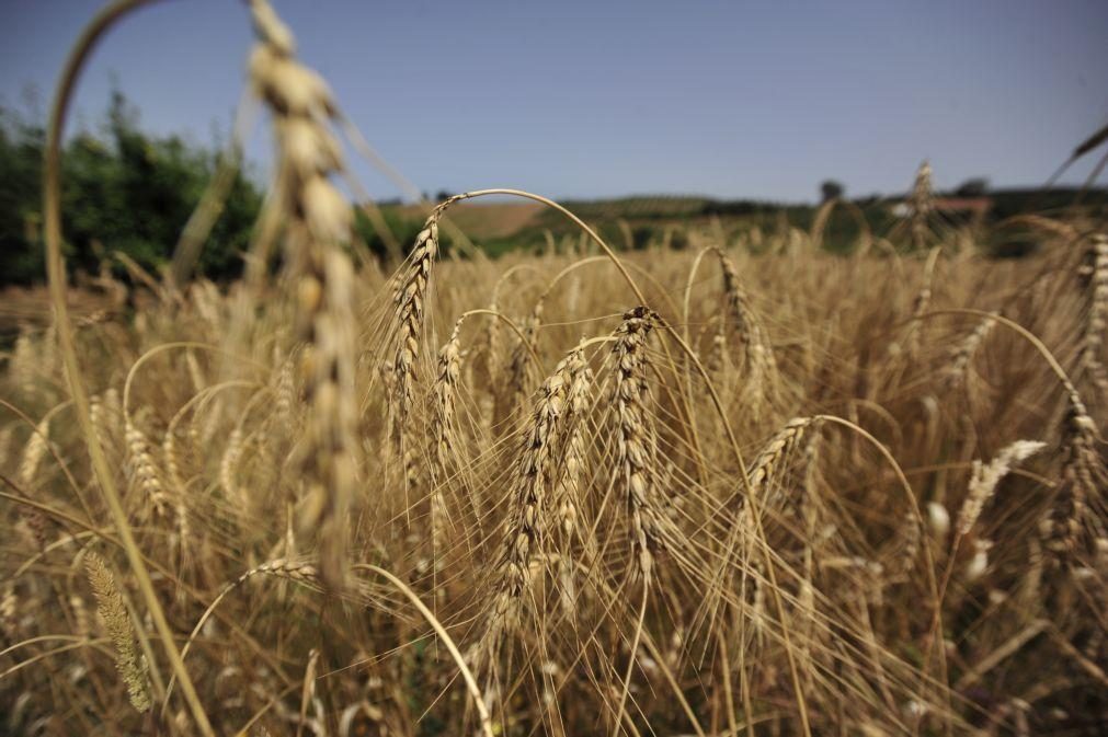 Alemanha cria 'ponte ferroviária' para as exportações de cereais da Ucrãnia
