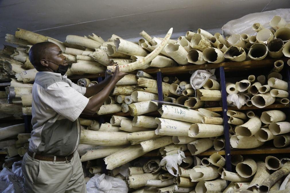 Seis países da África Austral propôem mercado de marfim para conservação de elefantes