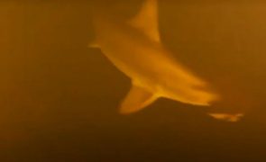 Avistados pela primeira vez tubarões mutantes no Oceano Pacífico [vídeo]
