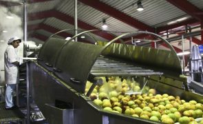 Rede PAN Europa contra pesticidas perigosos acusa ministra de enganar consumidores