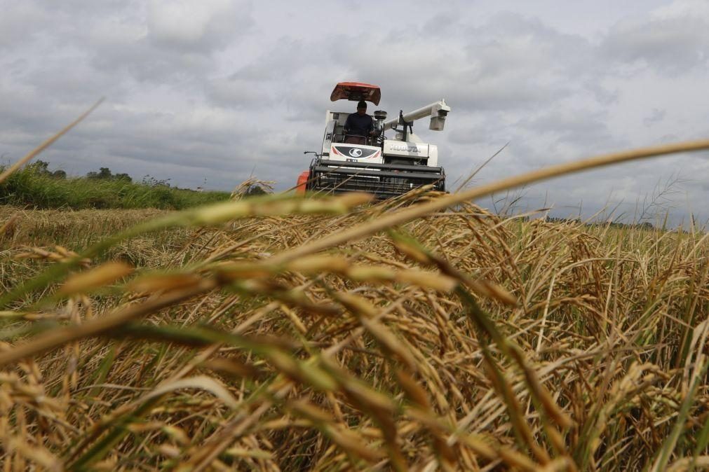 Guiné-Bissau quer apoio do BAD para produzir mais arroz e exportá-lo - ministro