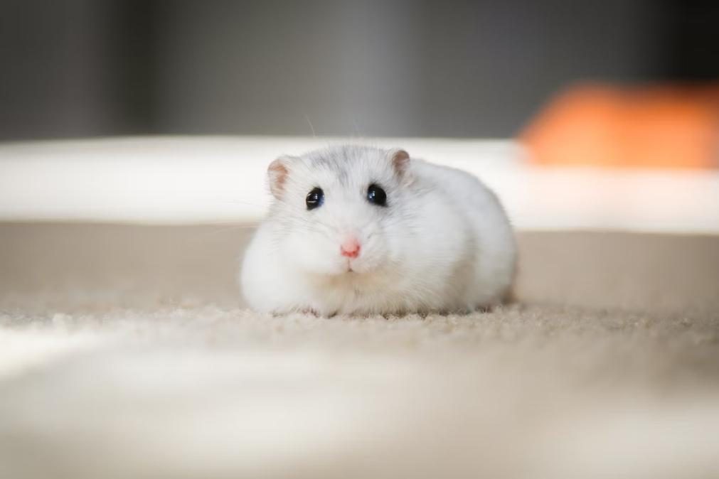 Experiência genética transforma hamsters em 'monstros' mutantes agressivos