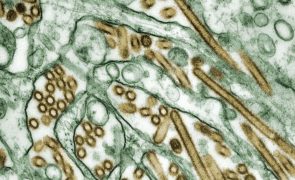 Cientistas acordam vírus zombie com mais de 48 mil anos