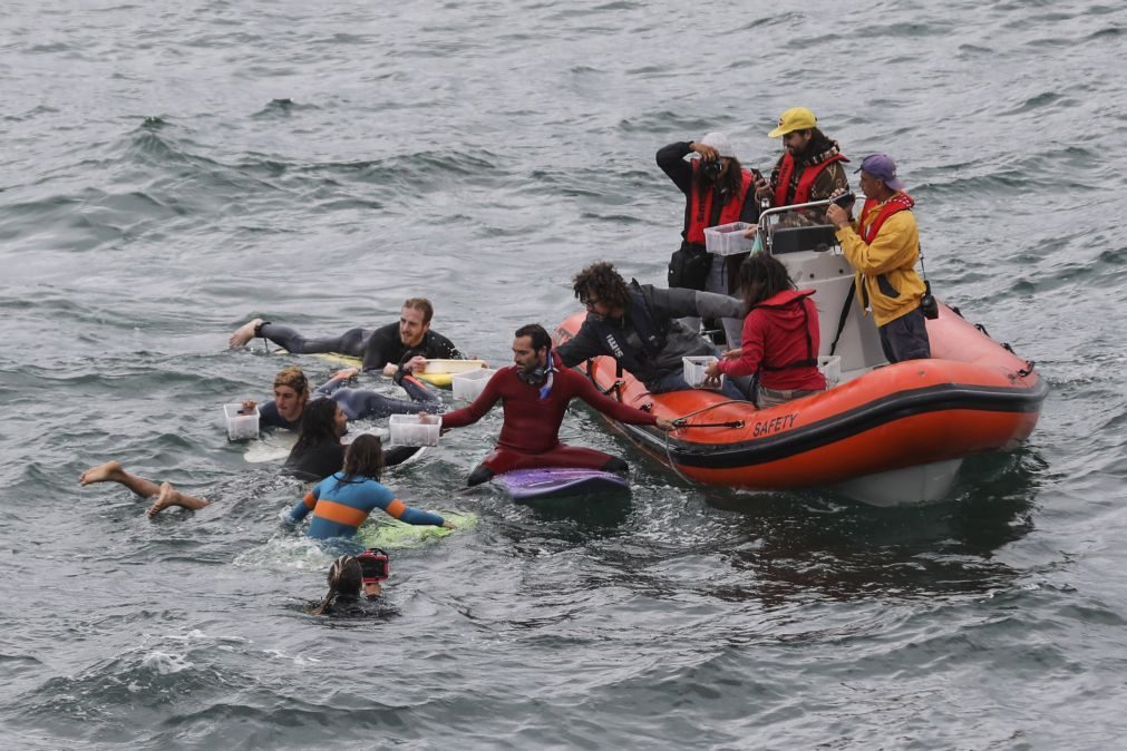 Surfistas e cientistas dão 'nova vida' à floresta de algas em Peniche