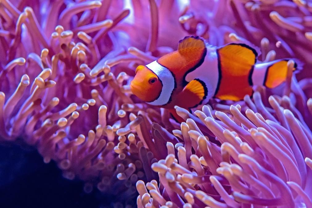 Mais de 230 recifes de coral ameaçados de extinção em todo o mundo
