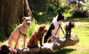 Cães podem detetar covid-19 de forma mais eficaz do que testes PCR