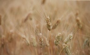 Portugal quer mais que duplicar produção nacional de cereais - ministra
