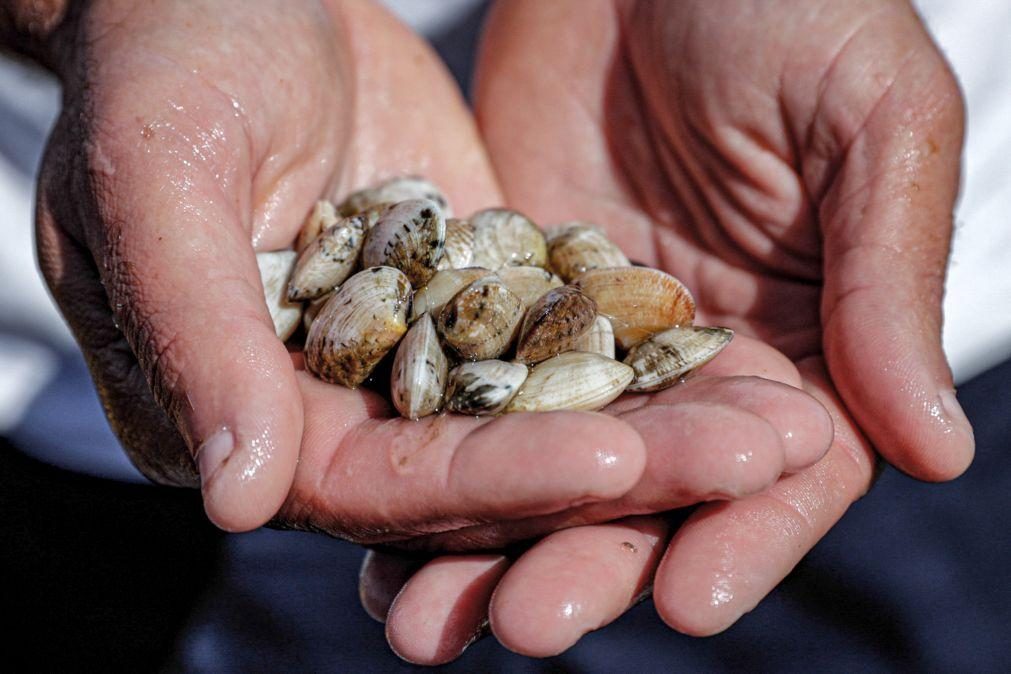 GNR apreende 421 quilos de bivalves e 100 quilos de polvo em Matosinhos